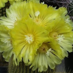 Cacto notocactus leninghausii
